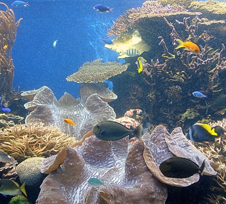 Waikiki Aquarium (Honolulu,&nbspHI)